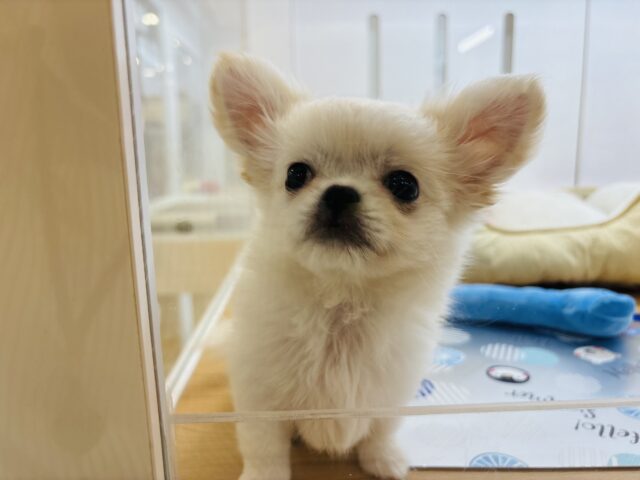 チワペキ（ペキチー、ペキチワ）