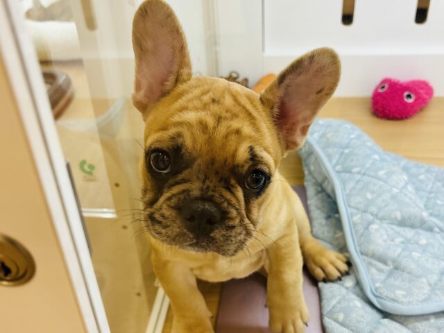 フレンチブルドッグ