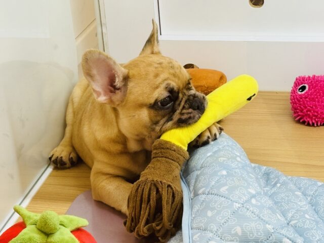 フレンチブルドッグ