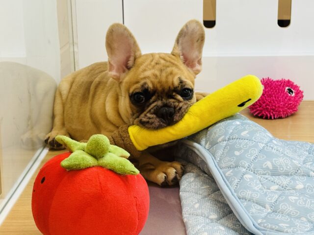 フレンチブルドッグ