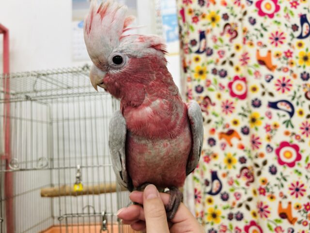 モモイロインコ