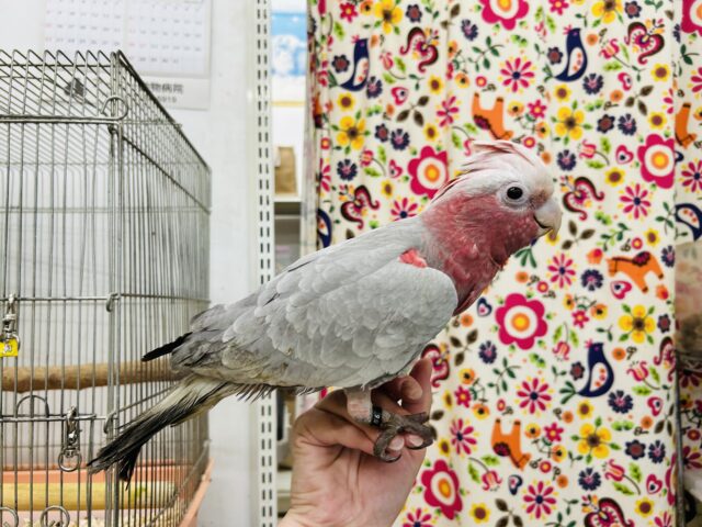 モモイロインコ