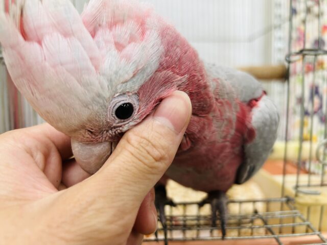 モモイロインコ