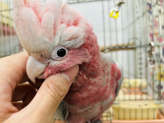 モモイロインコ