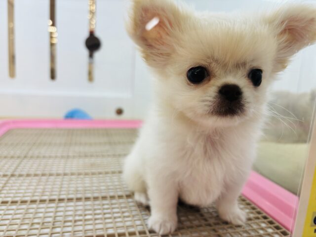 チワペキ（ペキチー、ペキチワ）