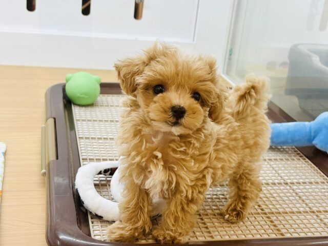 とびっきり甘えさせてっ♡ミックス犬ちゃん(マルチーズ×トイプードル)