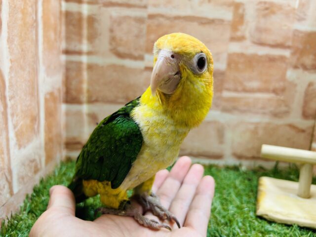 シロハラインコ