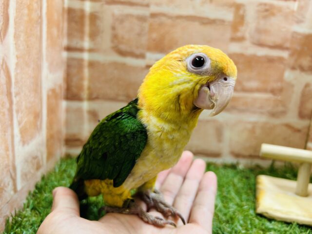 シロハラインコ