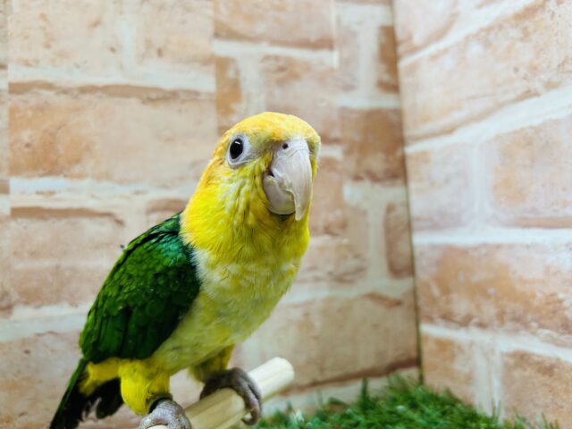 シロハラインコ