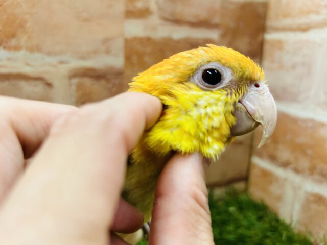 シロハラインコ