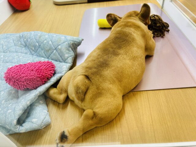 フレンチブルドッグ