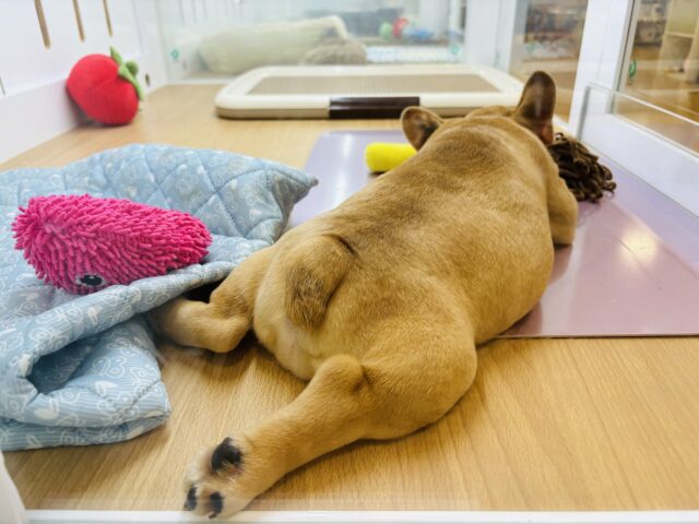 フレンチブルドッグ