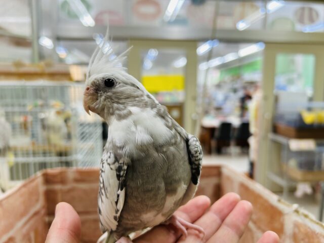 オカメインコ