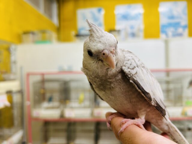 オカメインコ