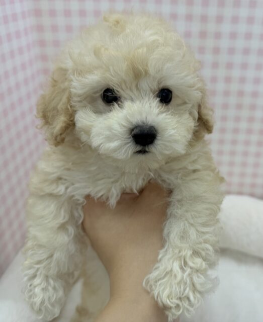 トイプードル