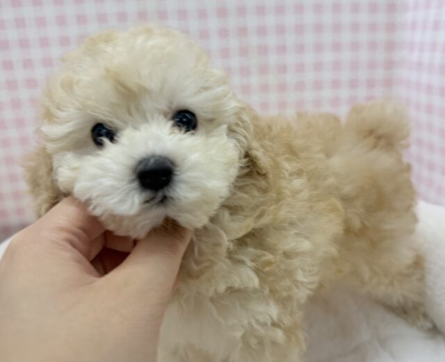 トイプードル