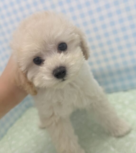トイプードル