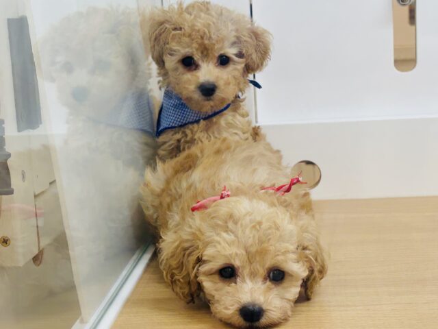 トイプードル