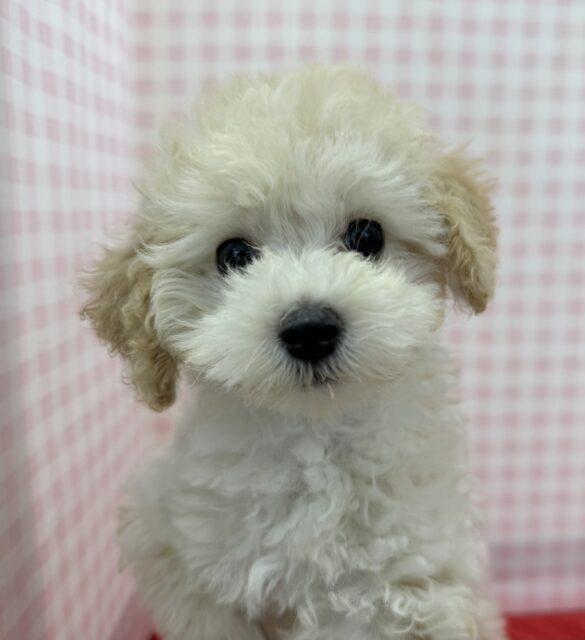 最新画像📷ふわふわモコモコ！トイプードルくん！