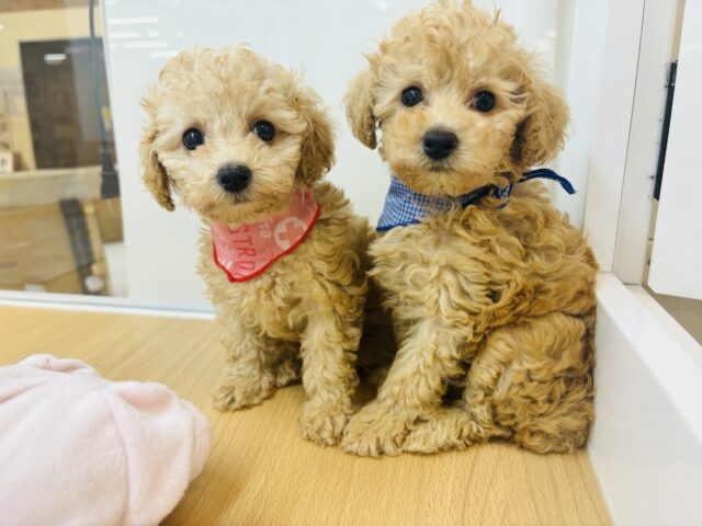 トイプードル