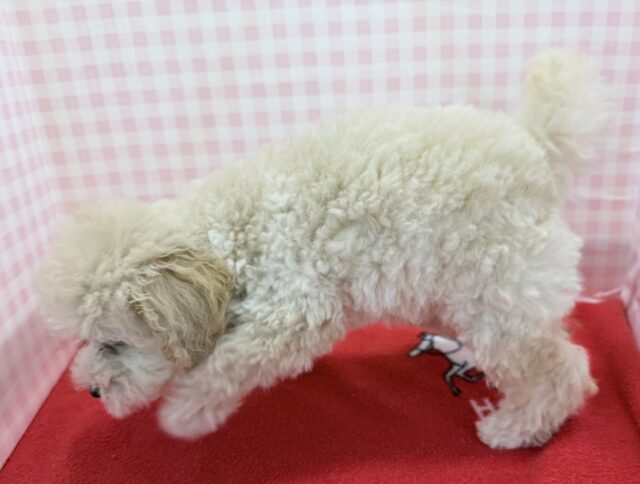 トイプードル