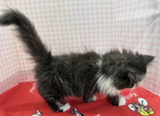 フォールデックス