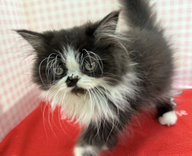 フォールデックス