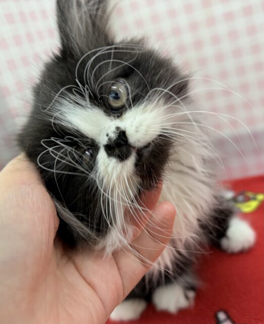 フォールデックス