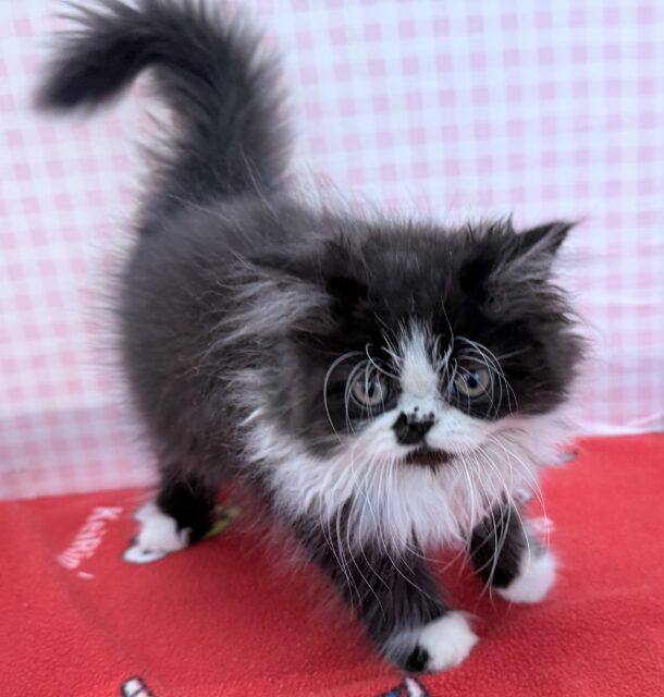 フォールデックス