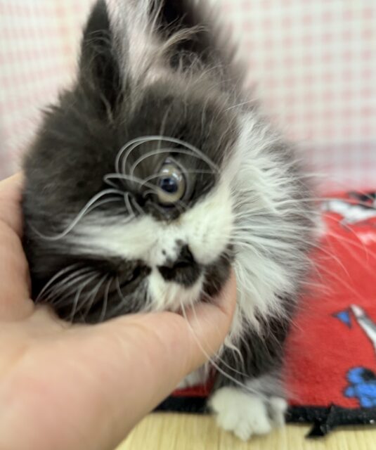 フォールデックス