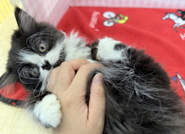 フォールデックス