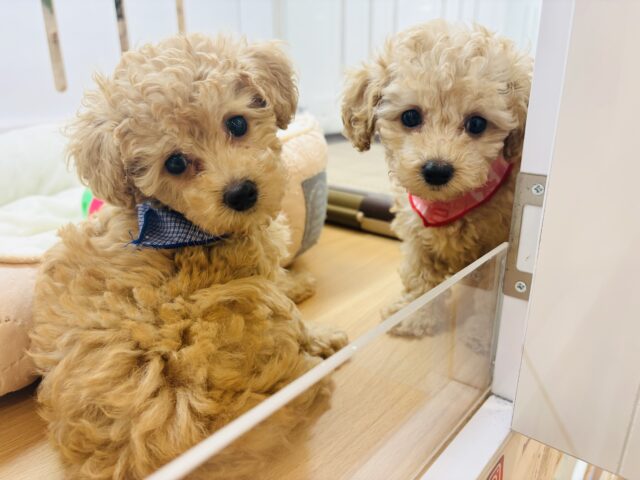 トイプードル