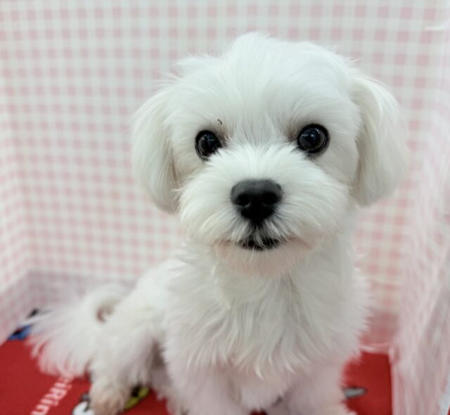 最新画像！愛嬌たっぷり☺️マルチーズくんが来たよ！！！