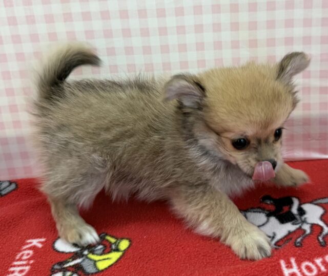 ポメチー（ポメチワ）