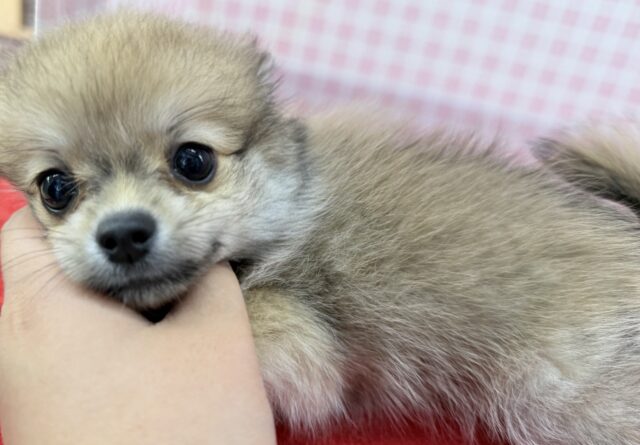 ポメチー（ポメチワ）