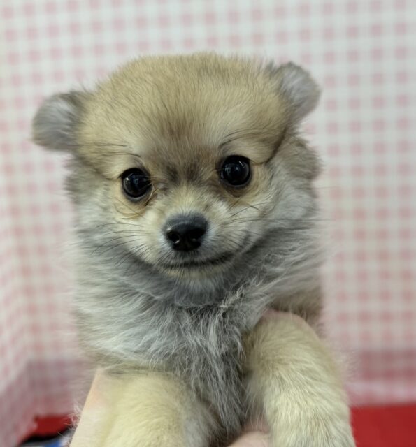 ポメチー（ポメチワ）