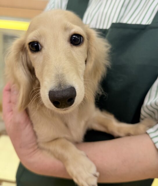 ミニチュアダックス