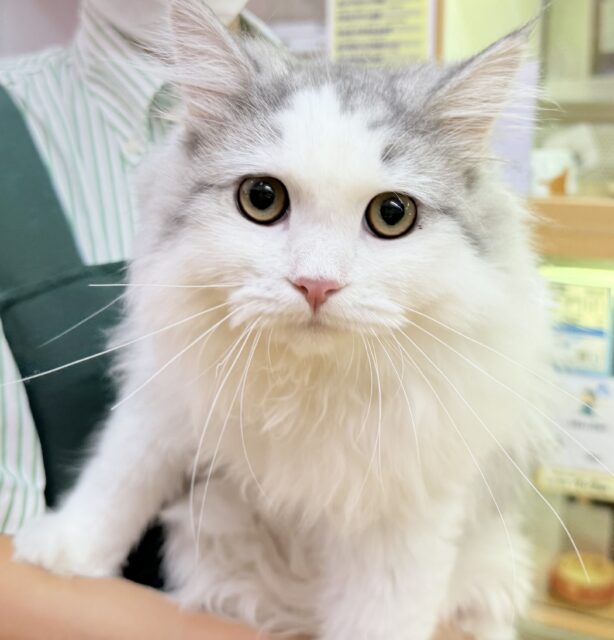 もふもふが堪らない！(๑>◡<๑)サイベリアンくん！