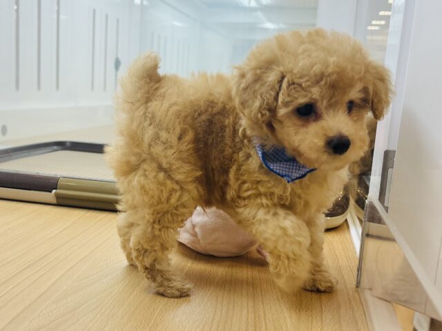 トイプードル