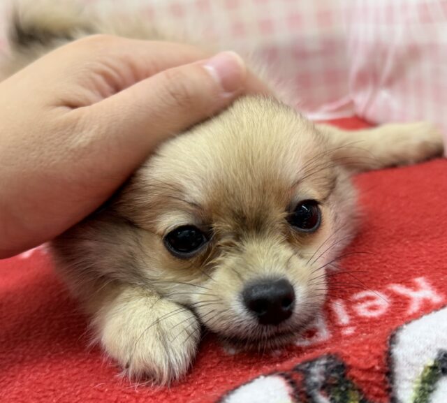 ポメチー（ポメチワ）