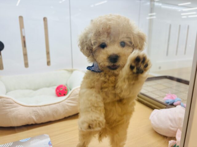 トイプードル