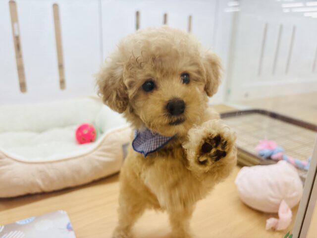 トイプードル