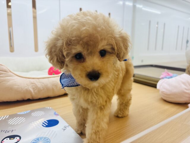 トイプードル