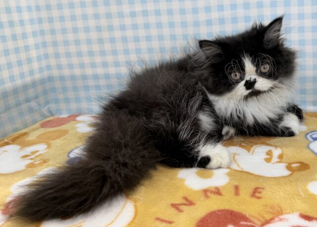 フォールデックス