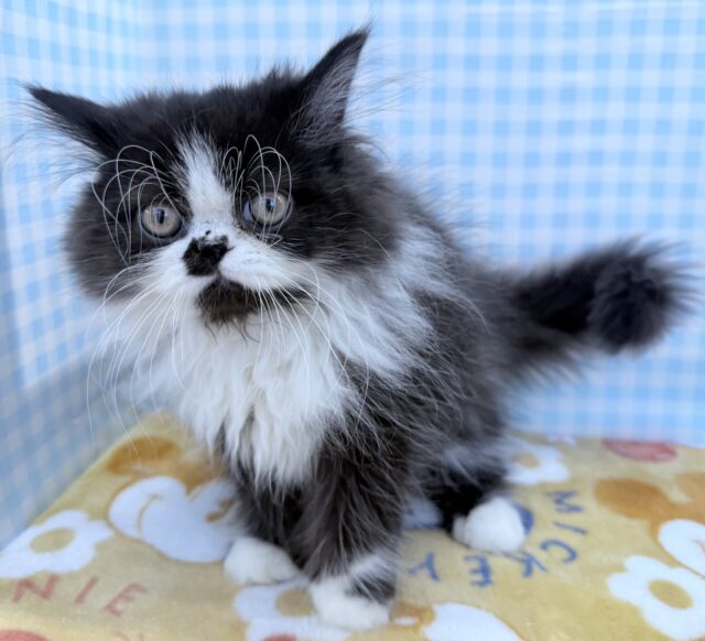 フォールデックス