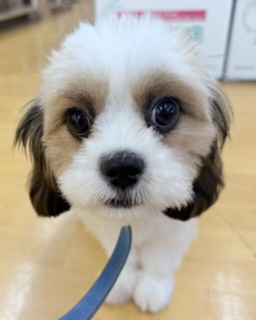 最新画像！もちもちお餅！キャバシーズー！