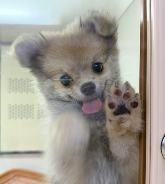 ポメチー（ポメチワ）