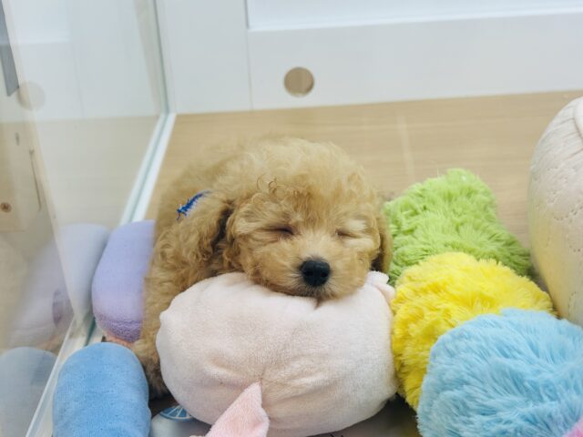 トイプードル
