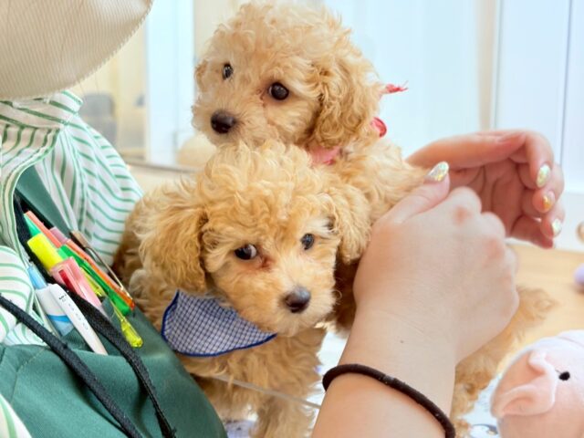 トイプードル
