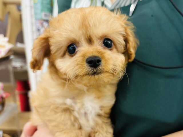 目が合うだけで嬉しくてつい笑みが…♥ミックス犬(チワワ×トイプードル)